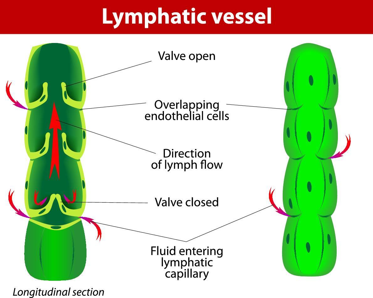 Lymphatic Vessel
